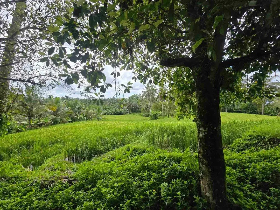 Dijual tanah view sawah cantik di kawasan villa di bali - Image 1 of 10