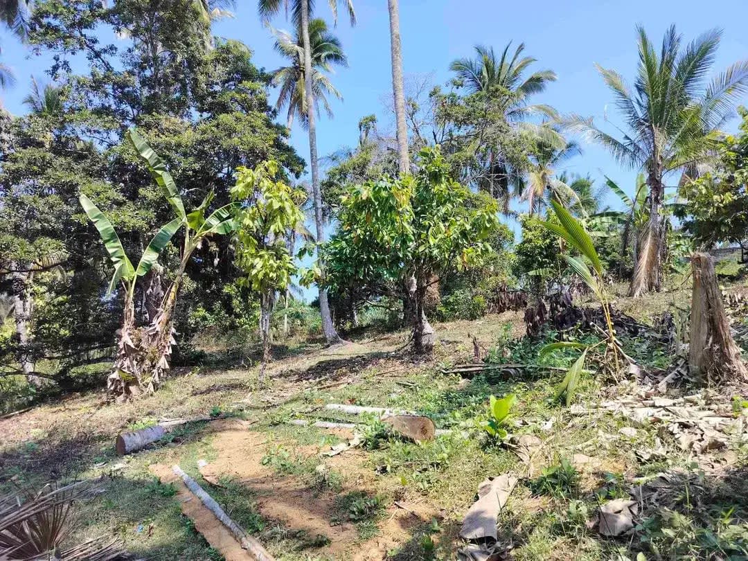 jual tanah 98 are harga 20 jt/ are.lok bonian selemadeg barat - Image 1 of 8