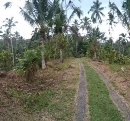 Tanah kebun dekat Talasi Estate dan Alassari Plantation Bali - Image 1 of 3