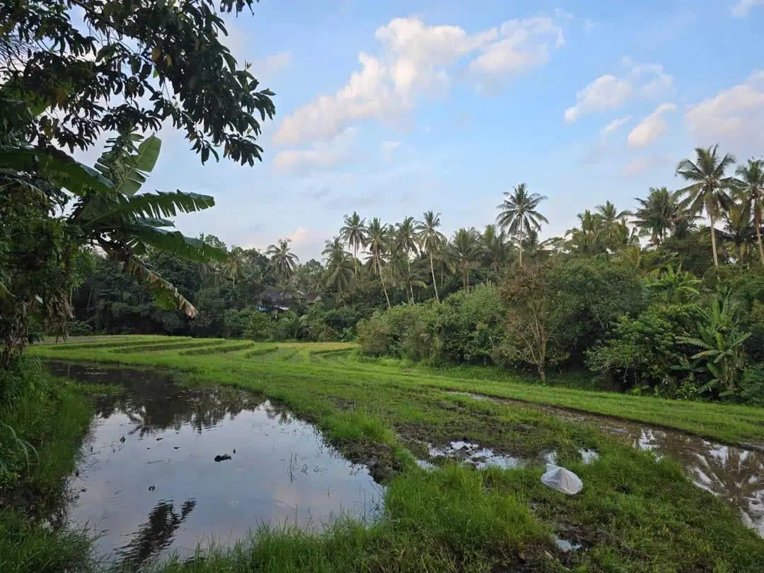 Dijual tanah kebun view sawah di bali yello zona - Image 1 of 10