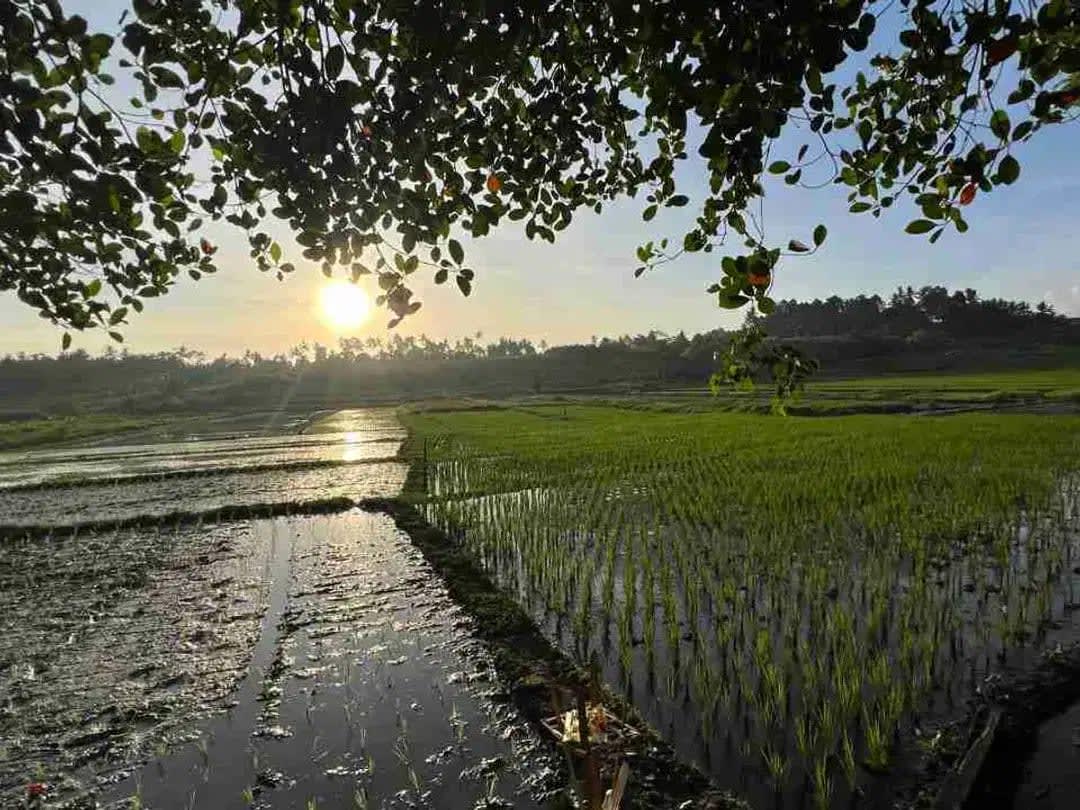 jual tanah pinggir jalan utama view sawah dekat kota tabanan bali - Image 1 of 10
