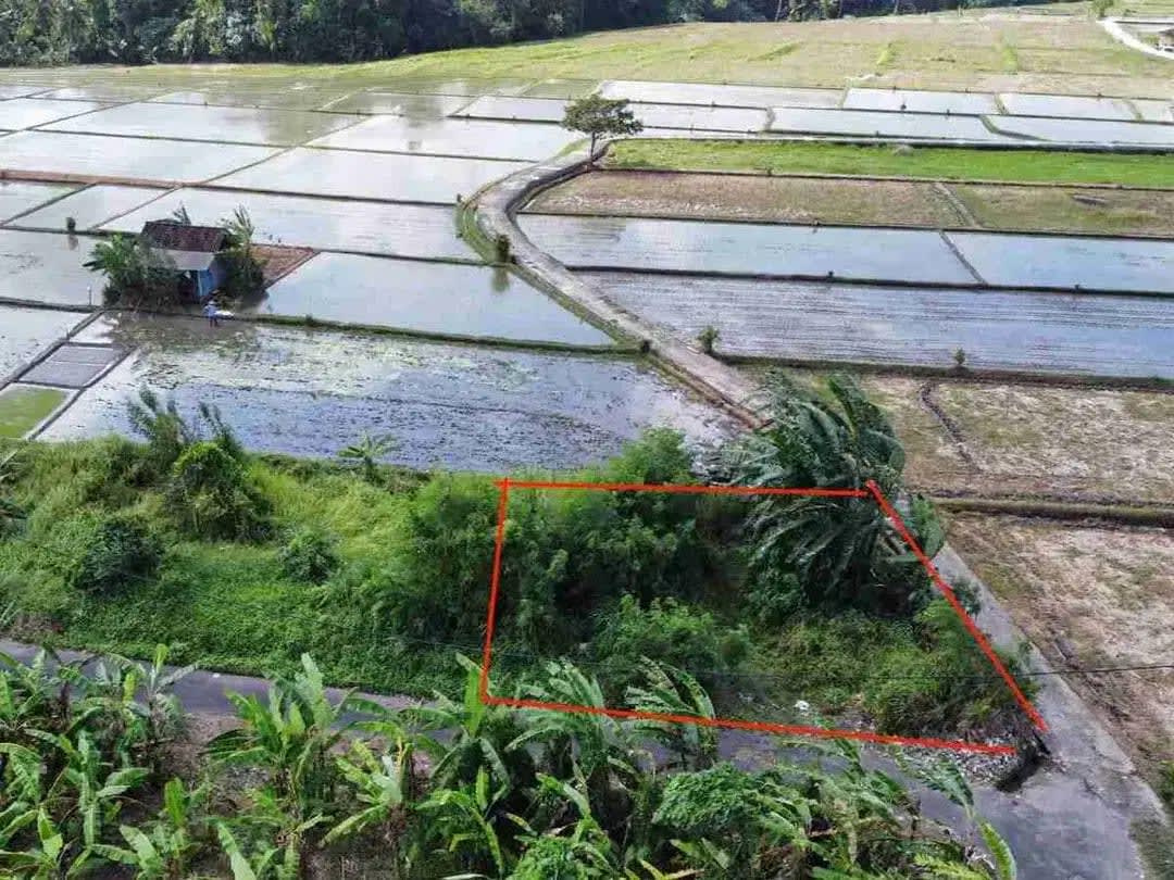 Tanah 215M2 View Sawah Sdh Pondasi Keliling Kedungu Tabanan Itr Kuning - Image 1 of 8