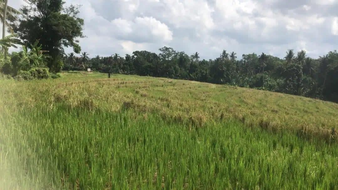 Dijual tanah murah dengan view sawah terasering di tabanan bali - Image 1 of 9