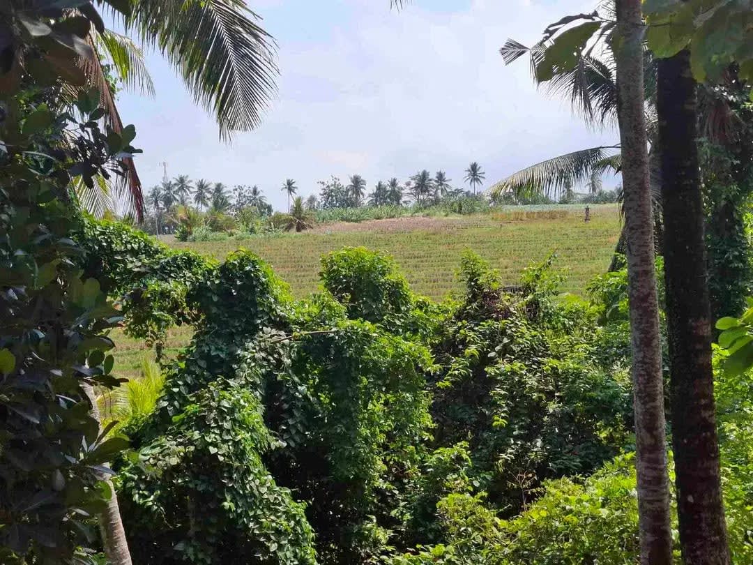 dijual tanah strategis dekat pantai wisata di tabanan dengan view sawah dab los sungai kecil berbatu - Image 1 of 10