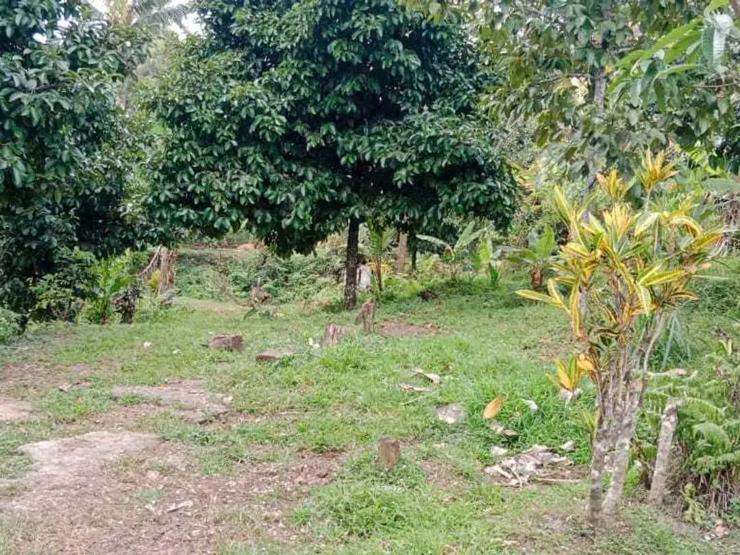 Tanah Perkebunan Durian - Image 1 of 4