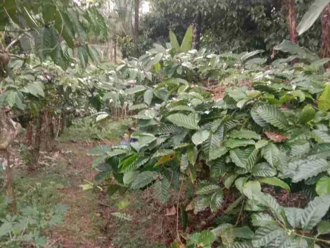 Kebun Kopi di Tabanan Bali hanya 15 Menit ke Balian Beach - Image 1 of 6