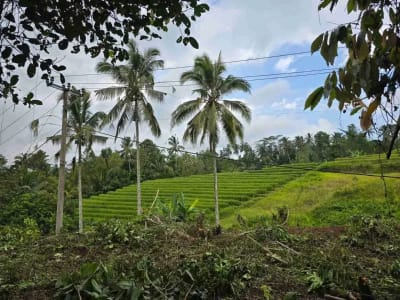 tanah kebun sangat murah dengan view sawah, gunung dan los sungai di tabanan bali - Thumbnail 4