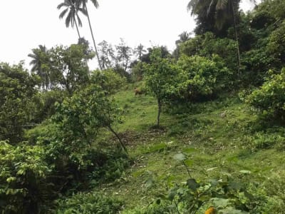jual tanah kebun murah harga 100 ribu / meter di selemadeg tabanan bali. - Thumbnail 2