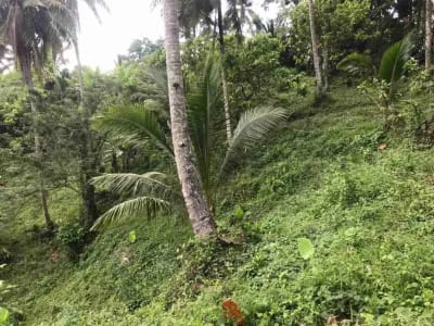 jual tanah kebun murah harga 100 ribu / meter di selemadeg tabanan bali. - Thumbnail 8