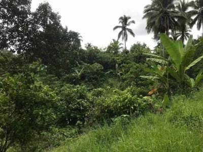 jual tanah kebun murah harga 100 ribu / meter di selemadeg tabanan bali. - Thumbnail 6