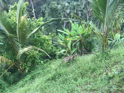 jual tanah kebun murah harga 100 ribu / meter di selemadeg tabanan bali. - Thumbnail 5