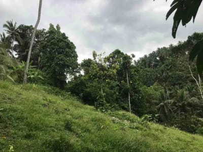 jual tanah kebun murah harga 100 ribu / meter di selemadeg tabanan bali. - Thumbnail 7