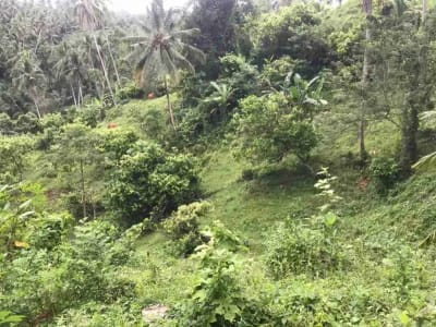 jual tanah kebun murah harga 100 ribu / meter di selemadeg tabanan bali. - Thumbnail 9