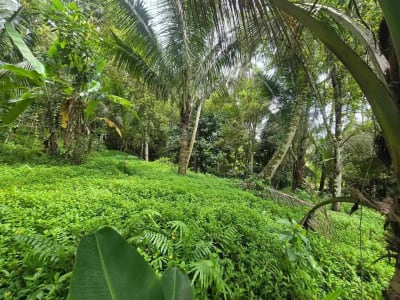 Dijual tanah view sawah cantik di kawasan villa di bali - Thumbnail 7