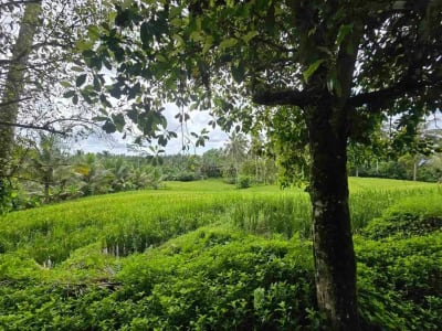 Dijual tanah view sawah cantik di kawasan villa di bali - Thumbnail 1