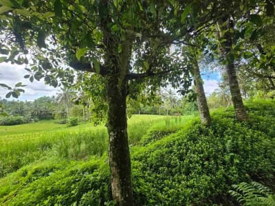 Dijual tanah view sawah cantik di kawasan villa di bali - Thumbnail 2