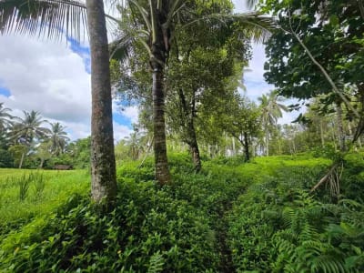 Dijual tanah view sawah cantik di kawasan villa di bali - Thumbnail 8