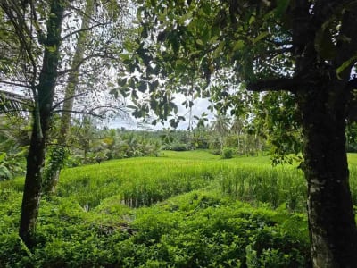 Dijual tanah view sawah cantik di kawasan villa di bali - Thumbnail 4