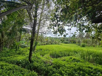 Dijual tanah view sawah cantik di kawasan villa di bali - Thumbnail 3
