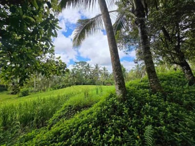 Dijual tanah view sawah cantik di kawasan villa di bali - Thumbnail 10