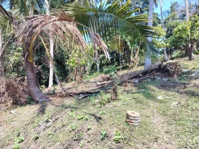 jual tanah 98 are harga 20 jt/ are.lok bonian selemadeg barat - Thumbnail 4