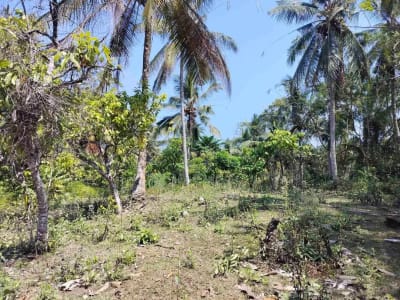 jual tanah 98 are harga 20 jt/ are.lok bonian selemadeg barat - Thumbnail 6
