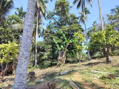 jual tanah 98 are harga 20 jt/ are.lok bonian selemadeg barat - Thumbnail 2