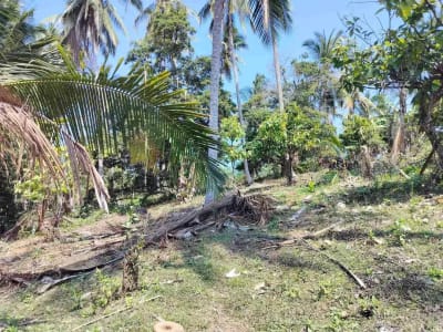 jual tanah 98 are harga 20 jt/ are.lok bonian selemadeg barat - Thumbnail 5