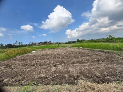 Dijual Tanah Ubud 350 m2 sangat strategis View Sawah Aktif - Thumbnail 1