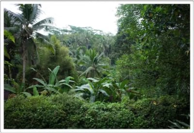 Discover Freehold Stunning Forest View Land In Keliki Village – Ubud - Thumbnail 1