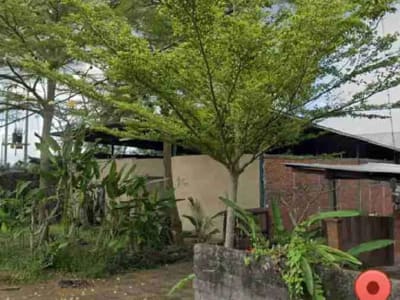 tanah langka di sewa jangka panjang cocok untuk bisnis akses jalan utama di Mas Ubud - Thumbnail 5