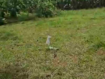Jual Tanah kebun 33,6are jalan 8 aspal di Payangan Gianyar Ubud Bali - Thumbnail 8