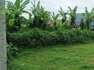 Tanah Pinggir Jalan Raya Sebali Ubud Full View Sawah - Thumbnail 5