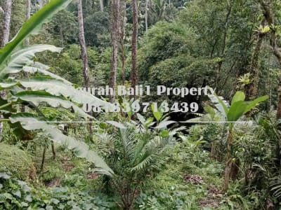 Disewakanl Tanah Murah Luas 55  Are Pemandangan Hutan di Ubud Pejeng - Thumbnail 2