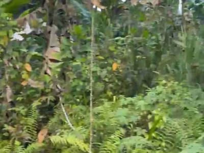 Tanah Murah Los Sungai Begawan Giri Payangan Ubud Bali - Thumbnail 8
