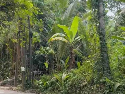Tanah Murah Los Sungai Begawan Giri Payangan Ubud Bali - Thumbnail 10