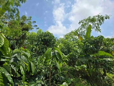 Dijual kebun kopi produktif trawat di tabanan bali - Thumbnail 1