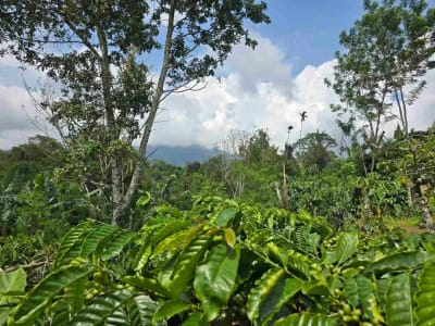 Dijual kebun kopi produktif trawat di tabanan bali - Thumbnail 6