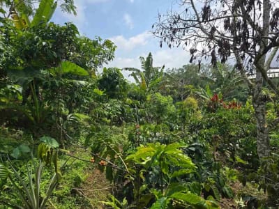 Dijual kebun kopi produktif trawat di tabanan bali - Thumbnail 4