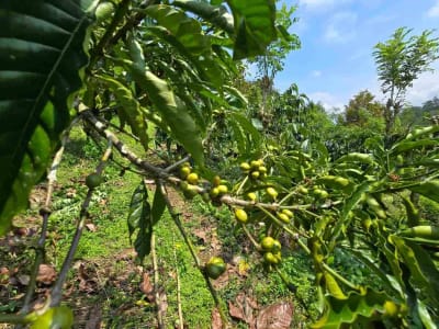 Dijual kebun kopi produktif trawat di tabanan bali - Thumbnail 10