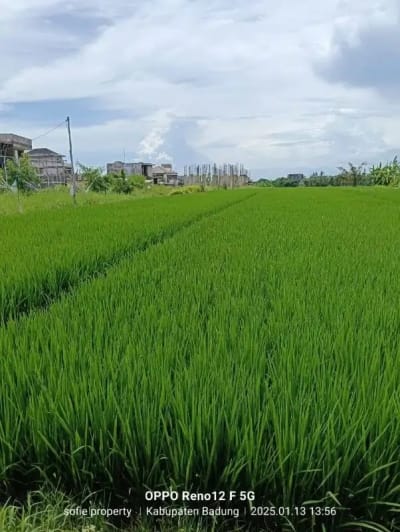 tanah  kontrak zona pariwisata dekat pantai cemagi - Thumbnail 1