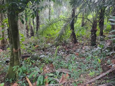 Prime Riverside Land In Mambal, Abiansemal, Quiet Area, Close To Central Ubud, Suitable For Villa - Thumbnail 2