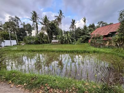 Tanah View Sawah Indah di Singakerta Ubud Bali - Thumbnail 6