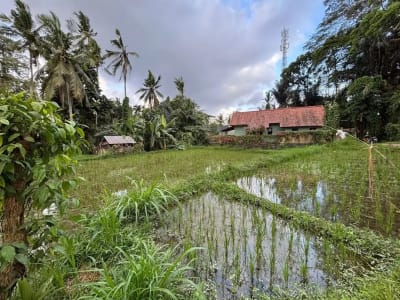 Tanah View Sawah Indah di Singakerta Ubud Bali - Thumbnail 2