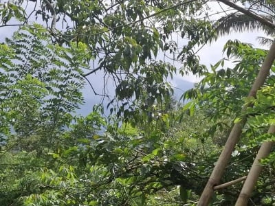 Dijual tanah los sungai dan view sawah di tabanan bali - Thumbnail 8