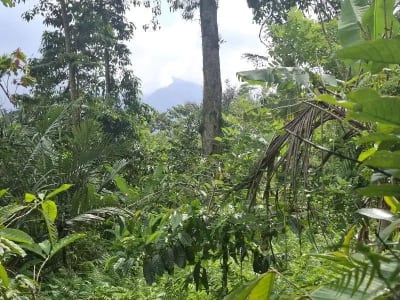 Dijual tanah los sungai dan view sawah di tabanan bali - Thumbnail 4