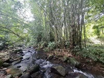 Dijual tanah los sungai dan view sawah di tabanan bali - Thumbnail 3