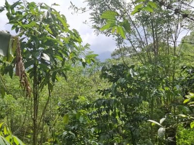 Dijual tanah los sungai dan view sawah di tabanan bali - Thumbnail 5