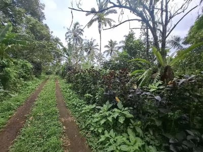 Dijual tanah los sungai dan view sawah di tabanan bali - Thumbnail 9
