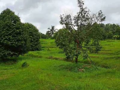 dijual Tanah Kebun Durian, Tabanan, Bali - Thumbnail 5